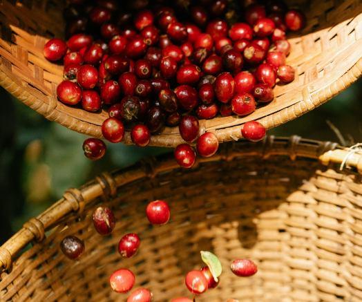 IMG_20211126_155808_3_1