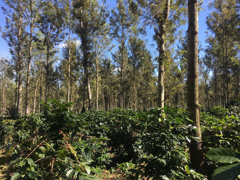 gid://shopify/MediaImage/23082028105783