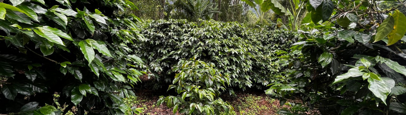 gid://shopify/MediaImage/25123071623223