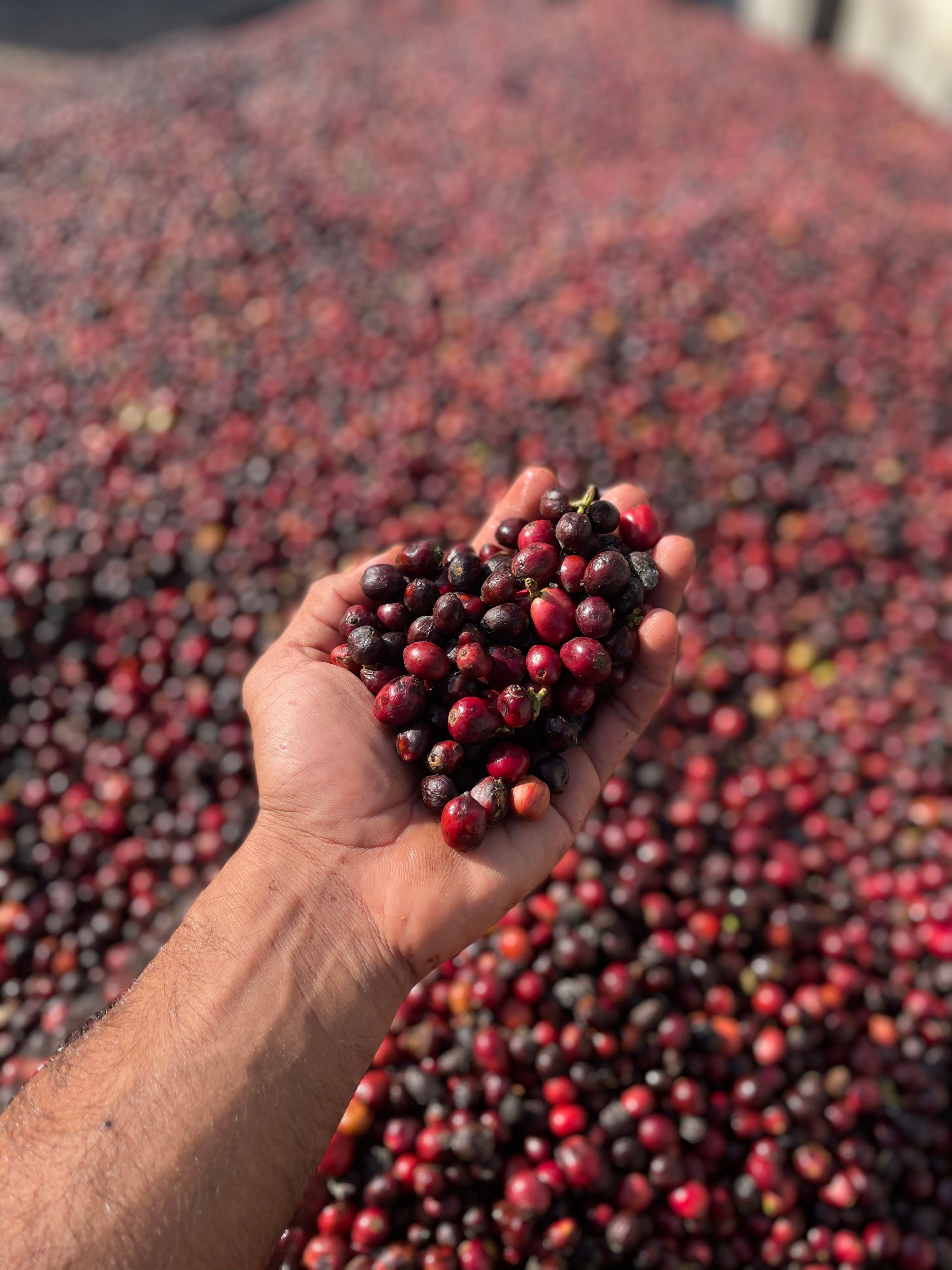 Introducing Our First-Ever Robusta from Kerehaklu Estate