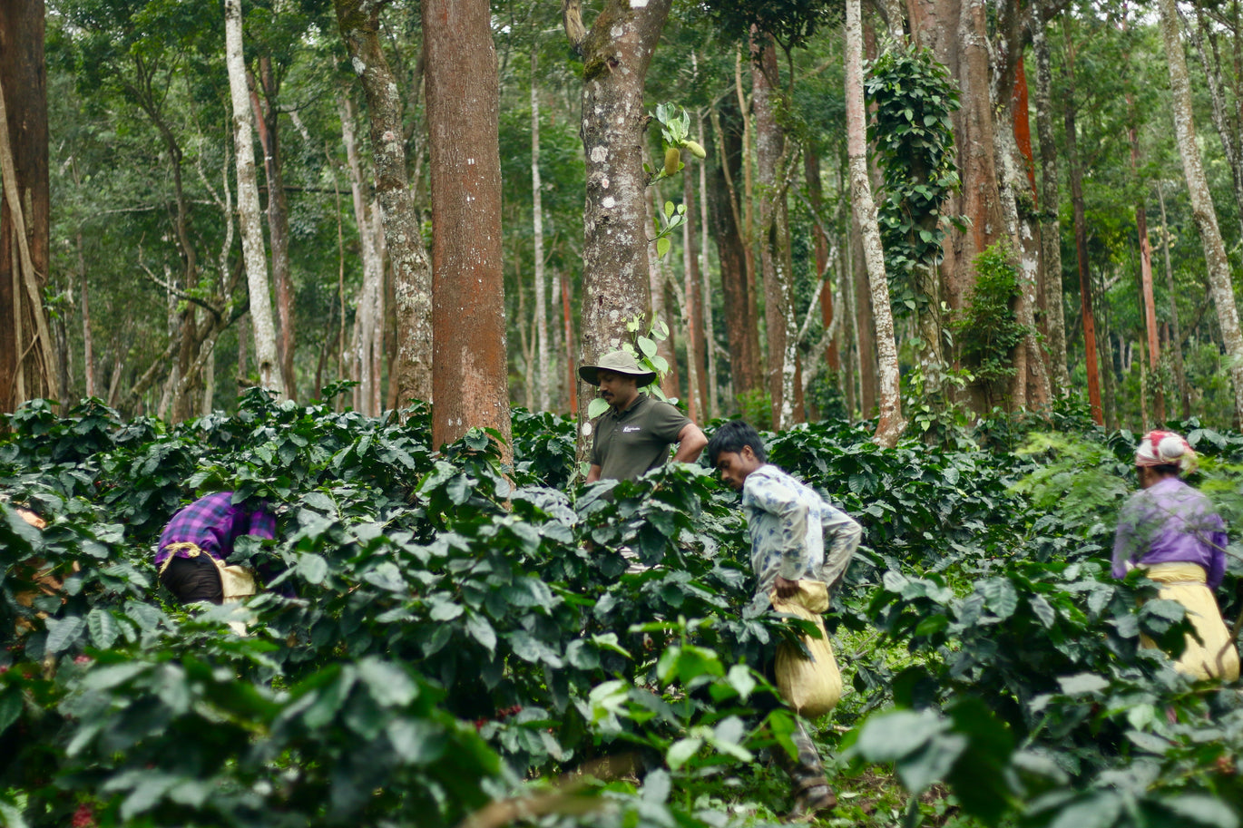 gid://shopify/MediaImage/25994873307191