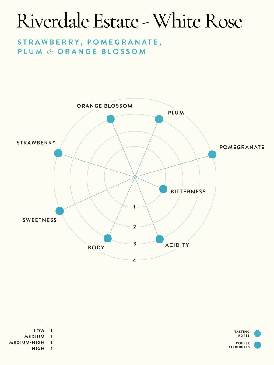 Riverdale Estate - White Rose