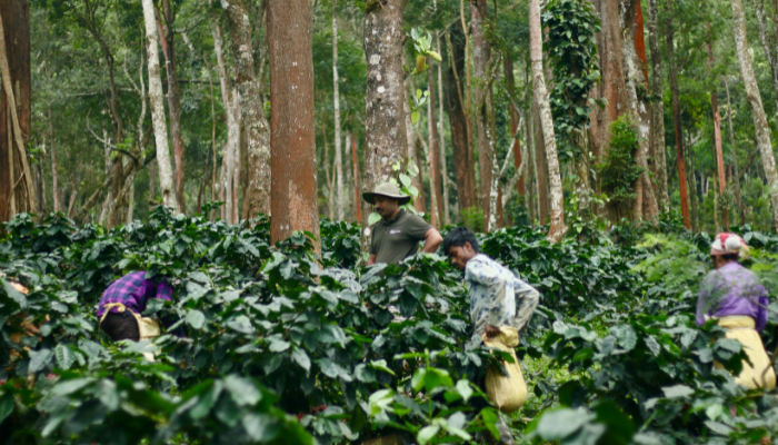 gid://shopify/MediaImage/25994610245687