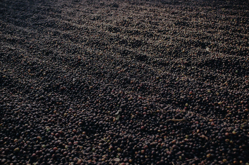 gid://shopify/MediaImage/23082028105783